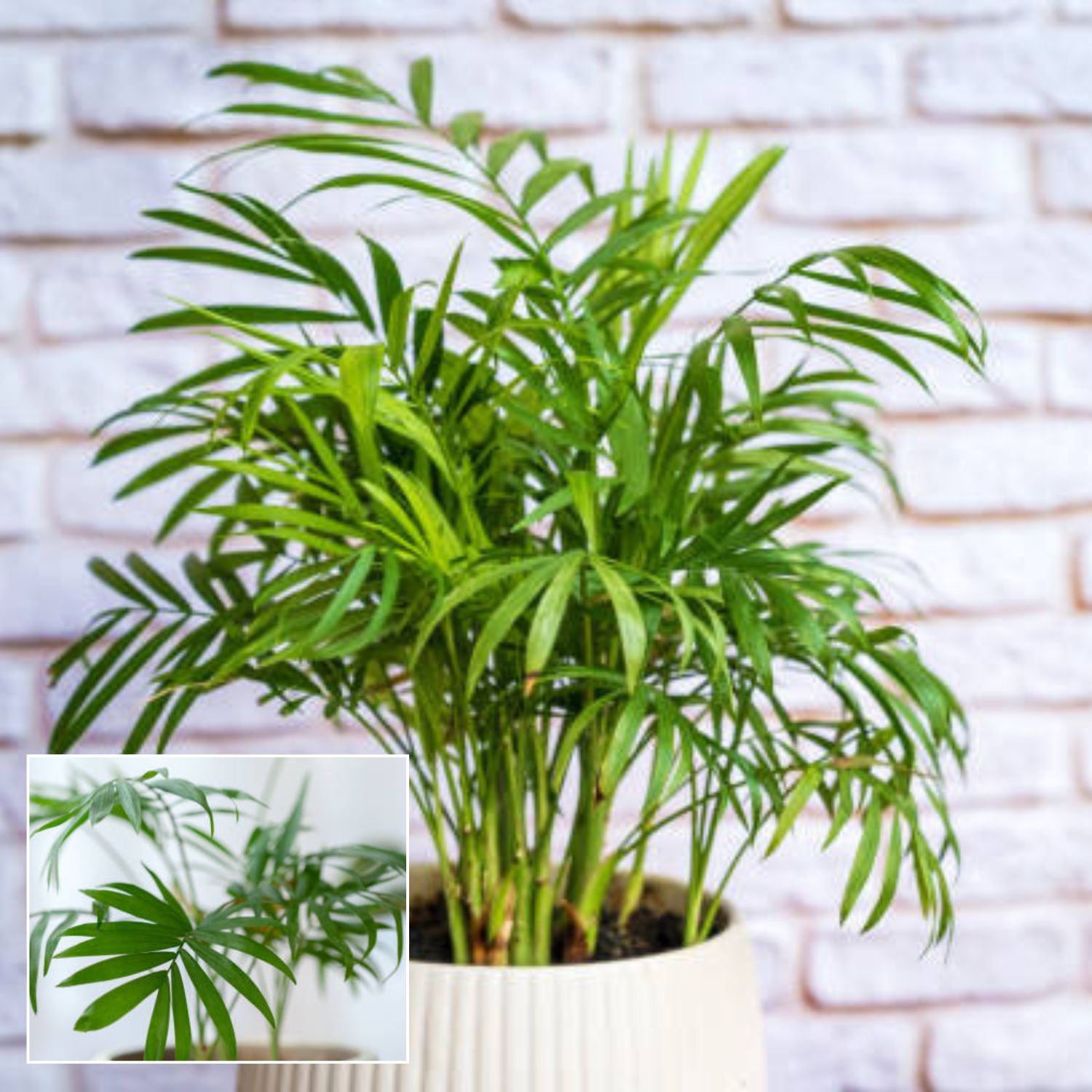 Areca plam plant Air Purifier Indoor Lucky Plant For Living Room, Bedroom, Office, Home, And Graden Decor