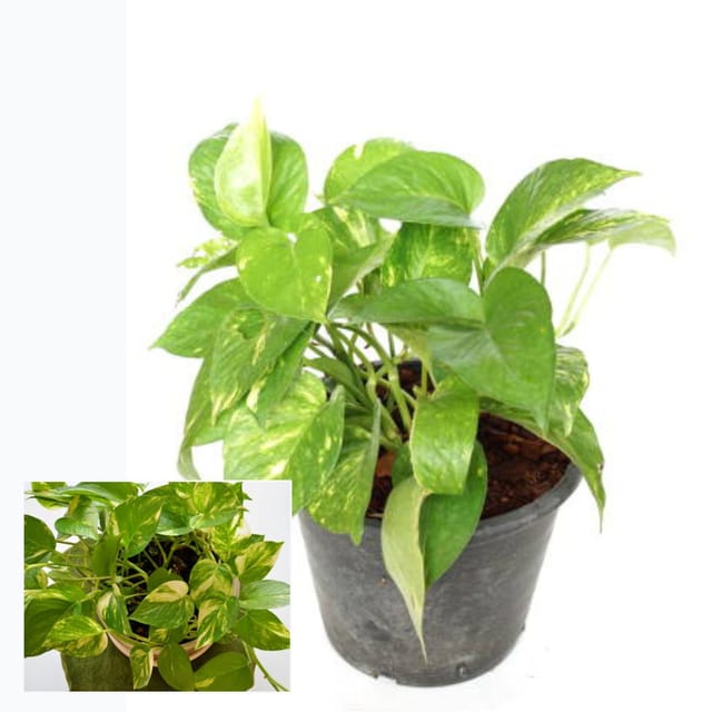 Money Plant Variegated Air Purifier Indoor Lucky Plant For Living Room, Bedroom, Office, Home, And Graden Decor Easy Care