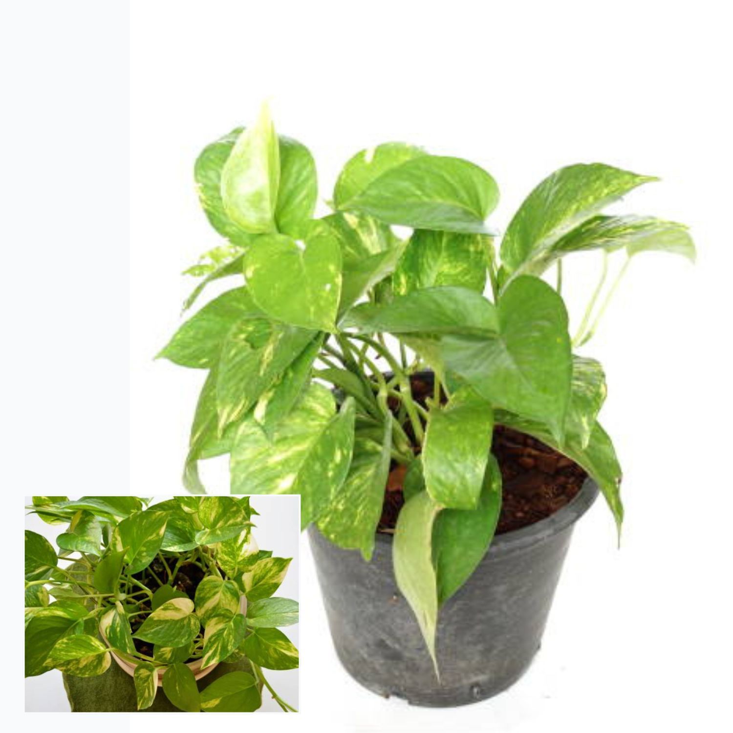 Money Plant Variegated Air Purifier Indoor Lucky Plant For Living Room, Bedroom, Office, Home, And Graden Decor Easy Care