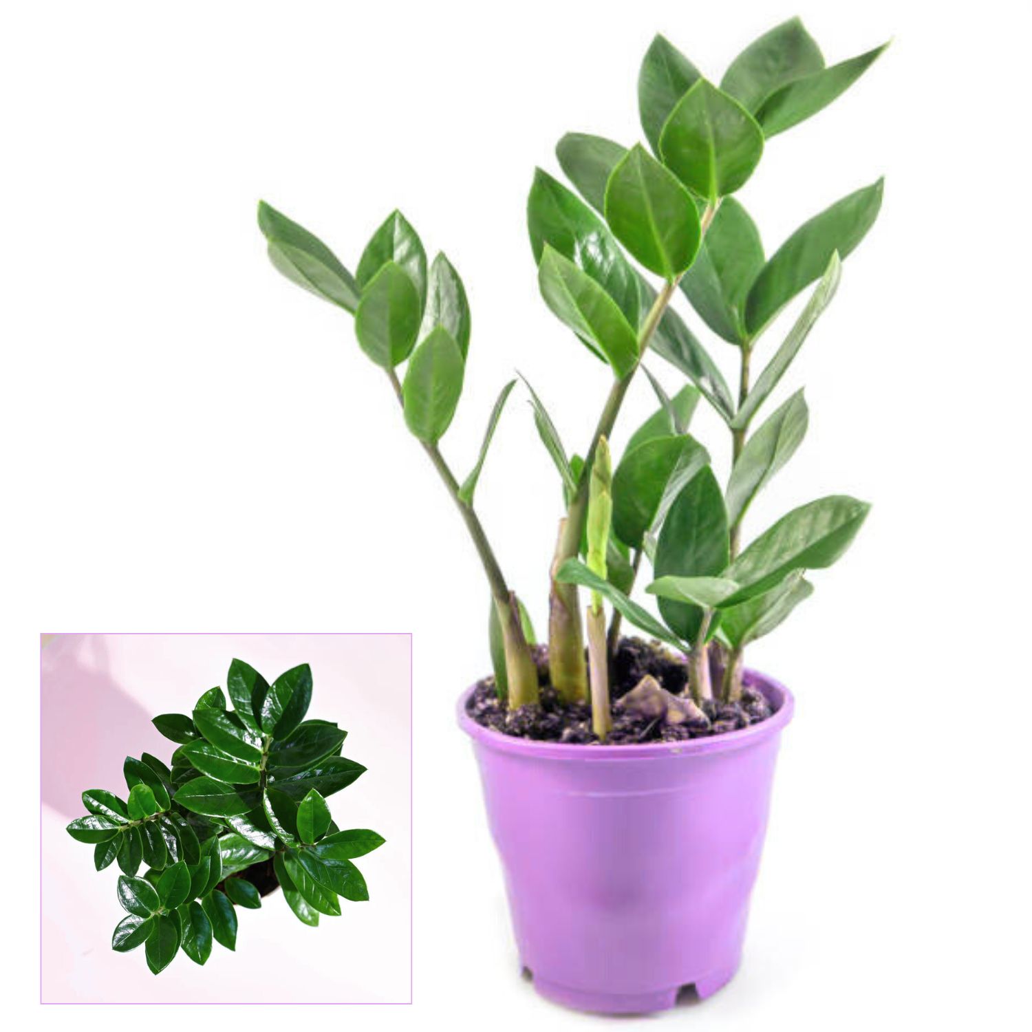 ZZ Green Plant Air Purifier Indoor Lucky Plant For Living Room, Bedroom, Office, Home, Decor Easy Care