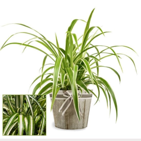 Spider Plant Air Purifier Indoor Lucky Plant For Living Room, Bedroom, Office, Home, And Graden Decor  Easy Care