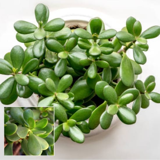 Jade Plant Air Purifier Indoor Lucky Plant For Living Room, Bedroom, Office, Home, And Graden Deco