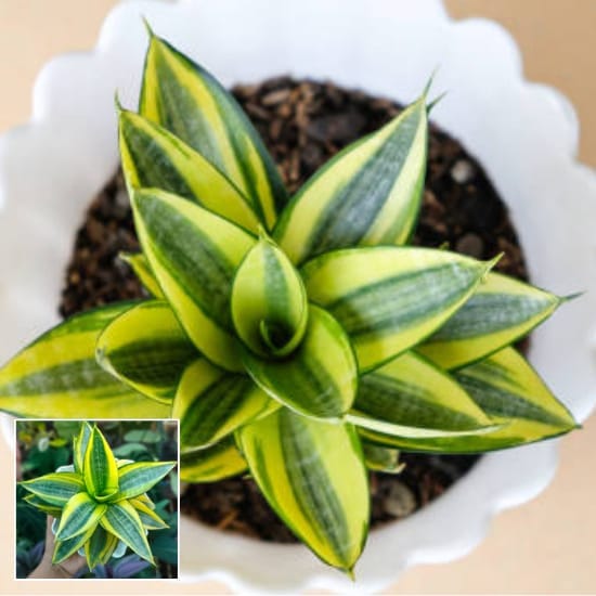 Snake Plant - Golden Hahnii  Air Purifier Indoor Lucky Plant For Living Room, Bedroom, Office, Home, And Graden Decor