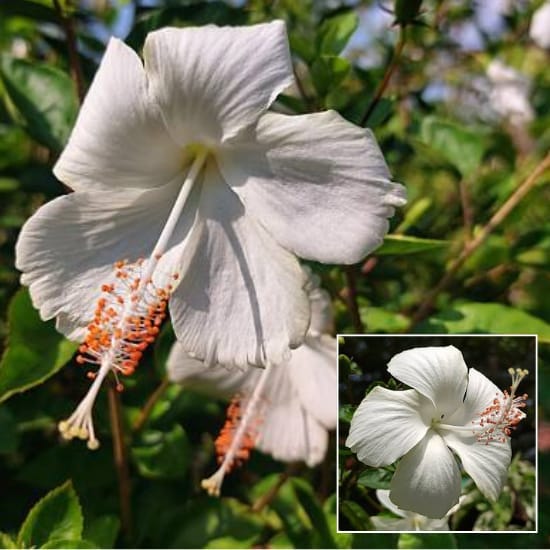 White Colour Hibiscus Joba  Flower  Plant (Height 1-1.5 Feet) For Home Garden