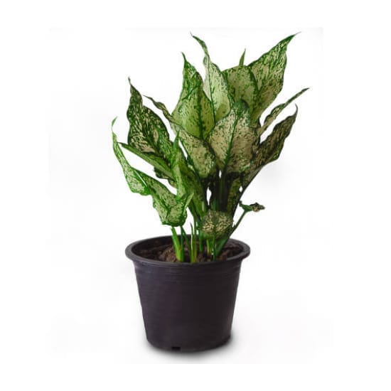 Aglaonema Snow White air-purifying Indoor Plant 1 Healthy Plant For Home Decer