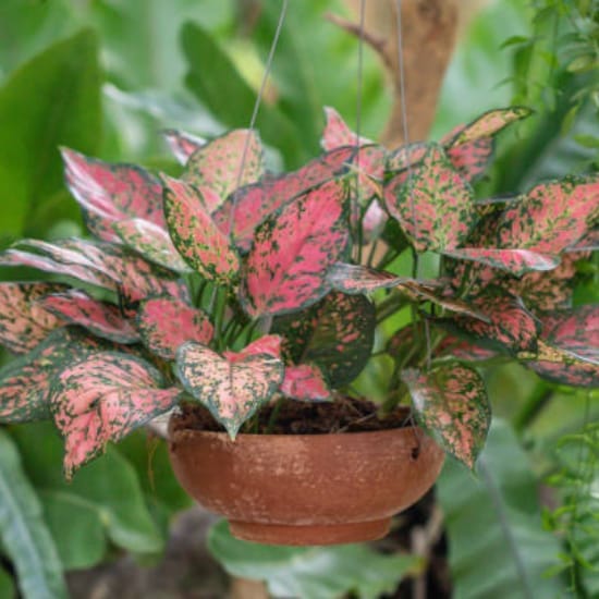 Aglaonema Pink Beauty air-purifying Indoor Plant 1 Healthy Plant For Home Decer