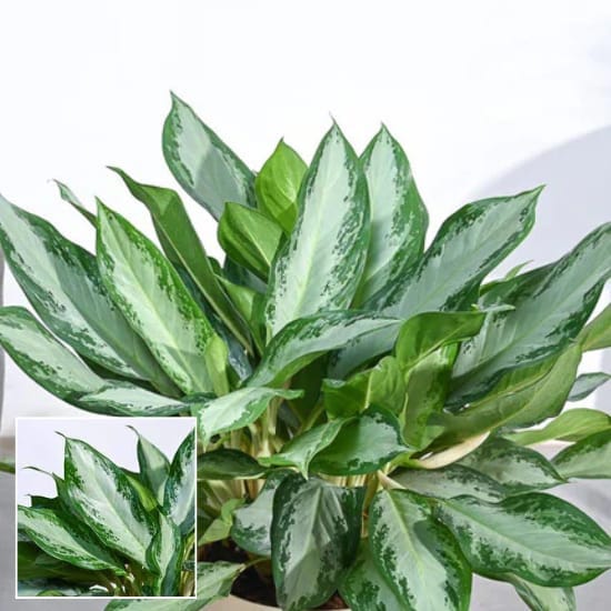 Aglaonema Manila Beauty air-purifying Indoor Plant  1 Healthy Plant For Home Decar