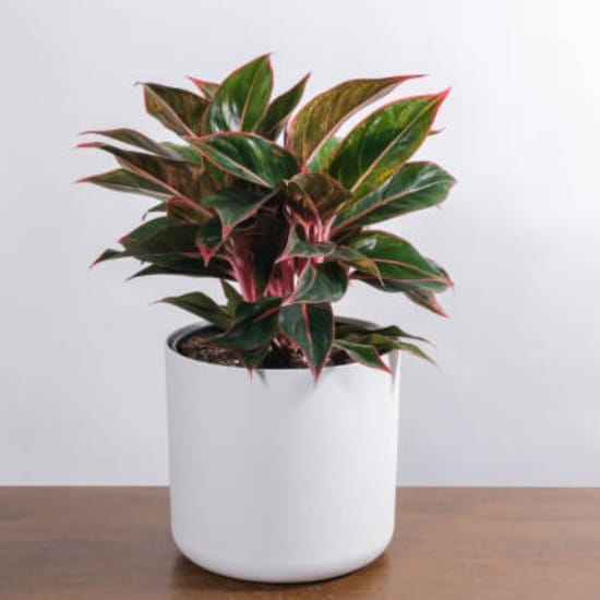 Aglaonema Red Lipstick Plant| air-purifying qualities, 1 Healthy Plant For Home Garden