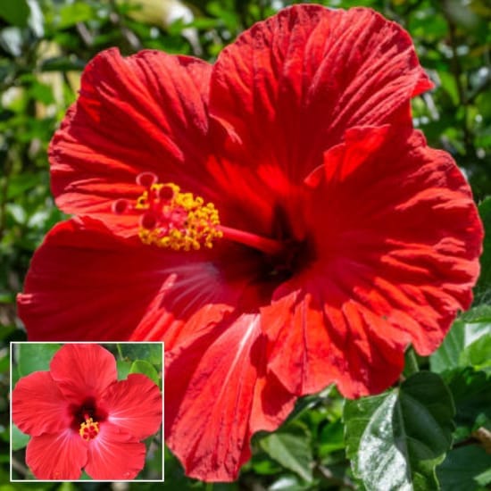Red Colour Hybrid Hibiscus Joba  Gudhal Flower  Plant (1-1.5 Feet Height)  Ideal For Home Garden