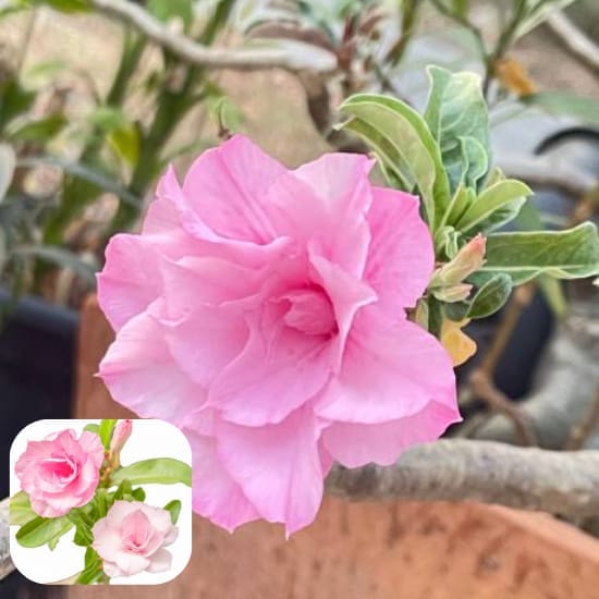 ZXXYANBI Adenium Rose Variety Grafting Flower  Plant (Height 1-1.5 Feet)  For Home Garden