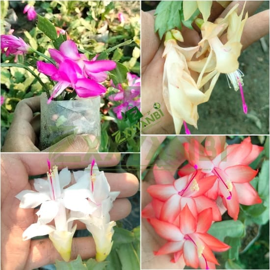 ZXXYANBI Pack Of-4 Original Zygo Cactus Christmas Cactus  Plant for Indoor Home Garden