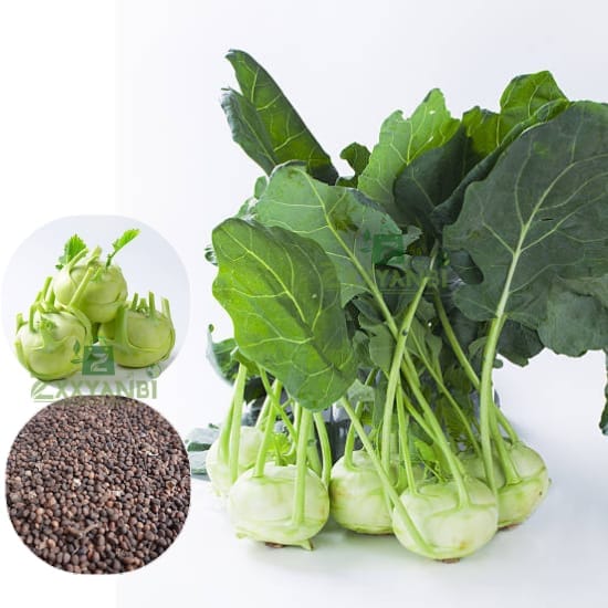 ZXXYANBI Knol Khol (kohlrabi) Seeds 50g Pack Of-1 Easy To grow, High Germination, High Yield Knol Khol Seeds for Home Gardening