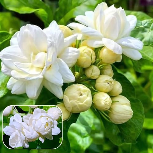 Arabian Jasmine (Bell Full -Double Petal ) Flower  Plant (Height 1-1.5 Feet) Bell Full 1 Healthy beautiful and fragrant flowering choice for gardeners