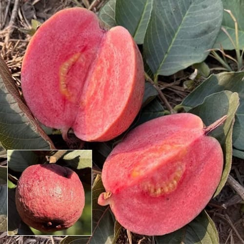 Thailand Red Guava Grafting Fruit  Plant  (Height 1.5-2 Feet) red flesh that is sweet, juicy, 1 Healthy Plant For Home Garden
