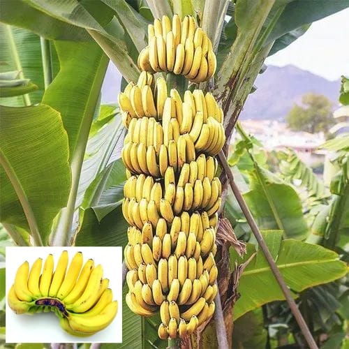 Grand Nine G9 Banana Tissue Cultured Fruit  Plant (Height 1.5-2 Feet) Fast-growing variety ideal For Home Garden Take