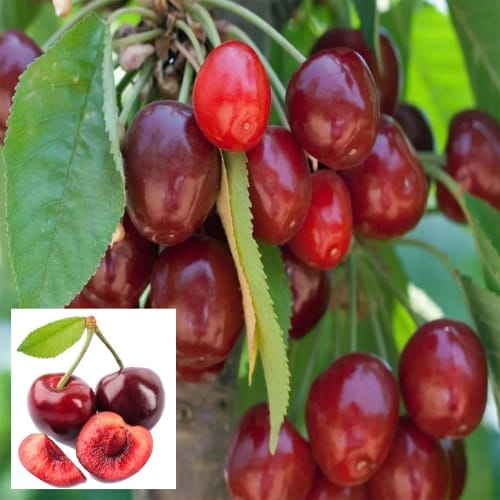Apple Sylvia Cherry Grafted Fruit  Plant (Height 1.5-2 Feet) deep red fruit with excellent flavor and crisp texture, 1 Healthy Plant For Home Garden Take