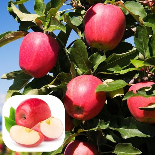 Pink Lady Apple Seb Grafted Fruit  Plant (Height 1.5-2 Feet) Fruits After 1 Year, For Home Garden Take