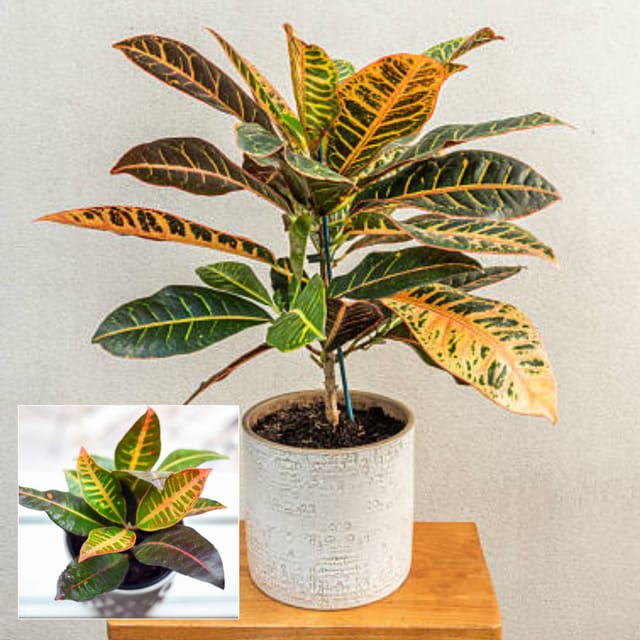 Croton Petra Air Purifier Indoor Lucky Plant For Living Room, Bedroom, Office, Home, And Graden Decor Easy Care