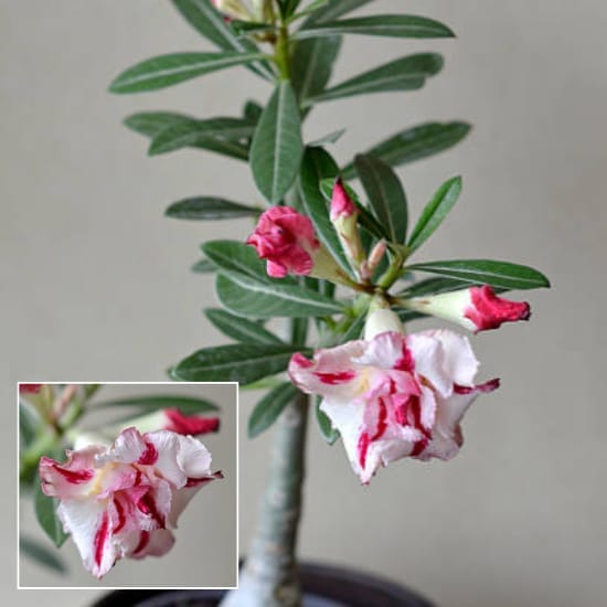 Adenium Desert Rose Grafted Flower  Plant For Home Garden