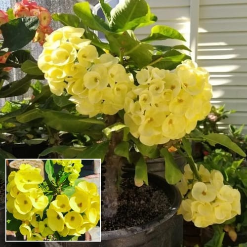 Euphorbia (Yellow) Milli Flower  Plant (Height 1-1.5 Feet) For Home Garden Take