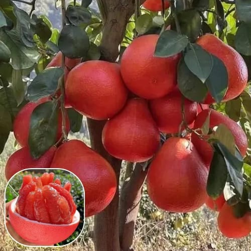 Vietnam Sweet Red Pomelo Lemon Grafted Fruit  Plant (Height 1.5-2 Feet )