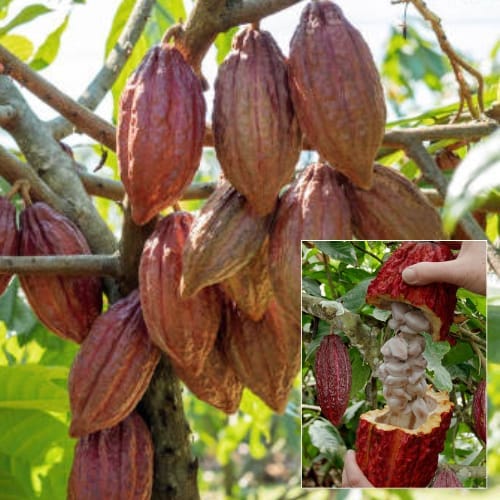 Cocoa/ Chocolate Rare Hybrid Fruit  Plant (Height 1 -1.5 Feet) 1 Healthy Chocolate Tree For Home Garden