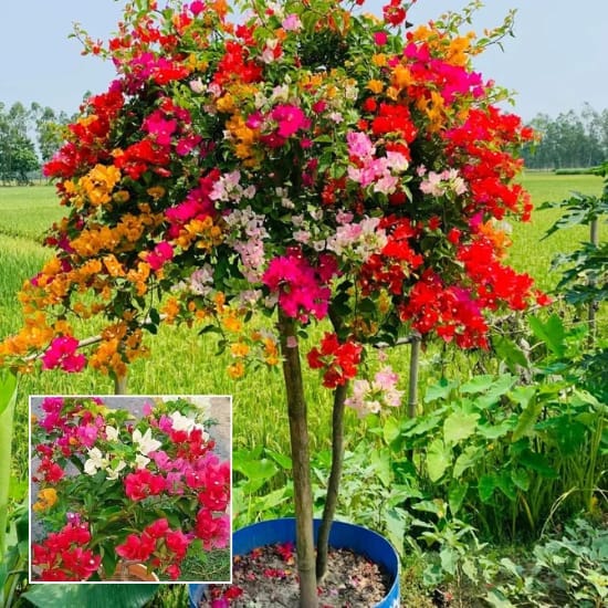 Rare Multicolour Grafted  Bougainvillea  Plant 5 To 6 Flower Colour Plant (Height 1-1.5 Feet) For Home Garden