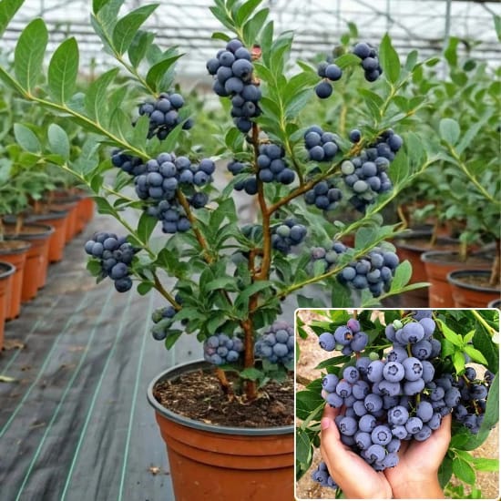 Blueberry Fruit  Plant (Height 1-1.5 Feet) Blueberries sweet-tart flavor and high antioxidant content, For Home Garden