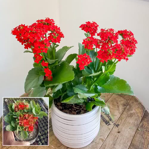 Kalanchoe (Red) Flower  Plant (Height 1.5-2 Feet) For Home Garden Take