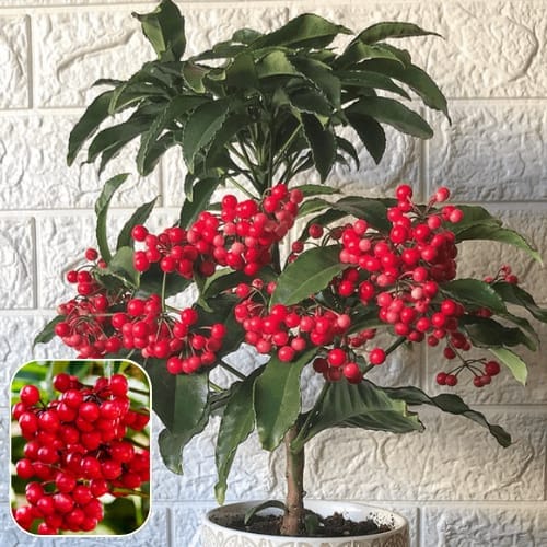Coral Ardisia (Ardisia crenata),Coral Berry or Christmas Berry, Red berries.  Plant (Height 1-2 Feet) Tree With Fruit, Plant For Bedroom, Office, Home, & Graden Decor Arrange The Event