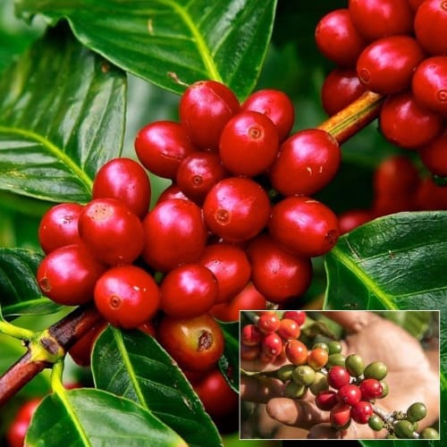 Coffee Fruit Layering/ Grafted  Plant (Height 1-1.5 Feet) 1 Healthy Coffee Tree For Home Garden