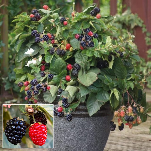 Blackberry Fruit  Plant (Height 1-1.5 Feet ) 1 Healthy Fresh Plant For Home Garden