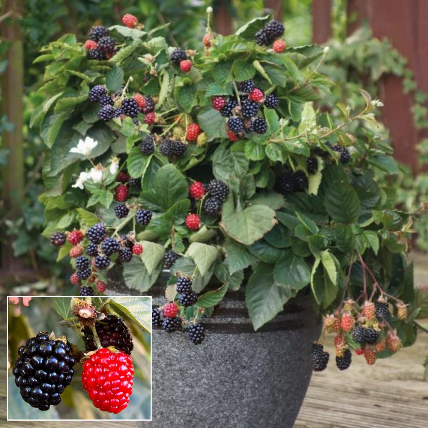 Blackberry Fruit  Plant (Height 1-1.5 Feet ) 1 Healthy Fresh Plant For Home Garden