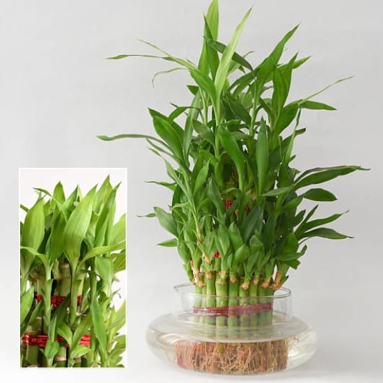 Lucky Bamboo Plant - 3 Layer (With Bamboo  Pot)  Vastu-friendly  Air Purifier Indoor  Lucky Plant For Living Room, Bedroom, Office, Home,  Decor