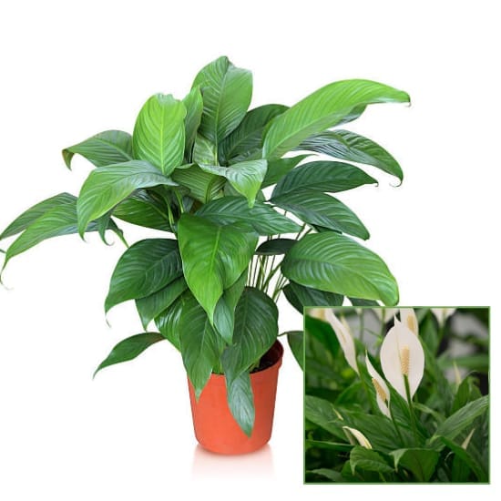 Peace Lily Plant Air Purifier Indoor Plants  Lucky Plant For Living Room, Bedroom, Office, Home, And Graden Decor