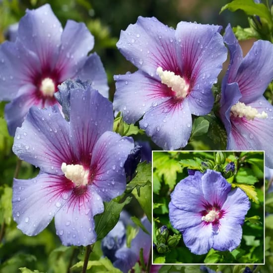 Purple Colour Hibiscus Joba Gudhal  Flower Plant Plant (Height 1-1.5 Feet) For Home Garden