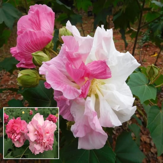 Double Petal Cotton Rose Hibiscus Mutabilis Color Chinging  Flower  Plant (Height 1-1.5 Feet) For Home Garden