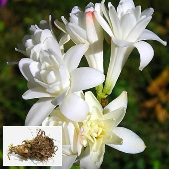 White Beauty Rajnigondha Flower Plant Blubs Hybrid "(Pack Of -4 Pics ) graceful flower spikes and very sweet perfume, For Home Garden Take