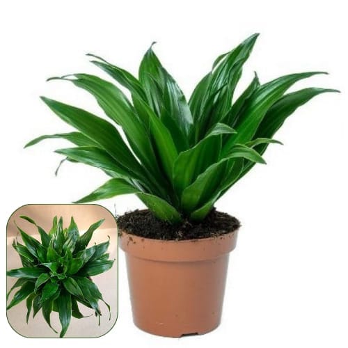 Dracaena Compacta Air Purifier Indoor Lucky Plant For Living Room, Bedroom, Office, Home, And Graden Decor - 1 Healthy Plant For Home Garden