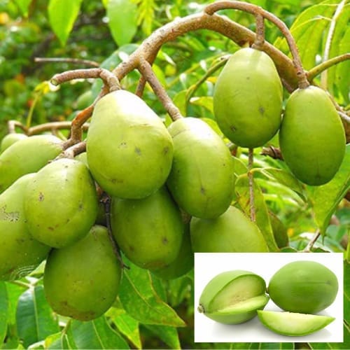 Hog Plum (Amra) Layering/Grafted Fruit  Plant For Home Garden