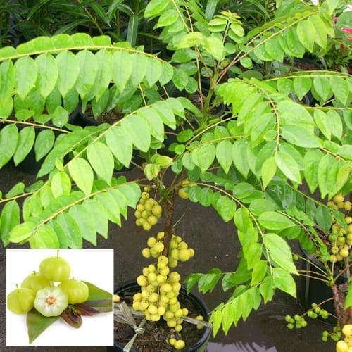 Hybrid  Star Gooseberry Grafted Fruit  Plant (Height 1-1.5 Feet ) For Home Garden  (Pack Of -1)