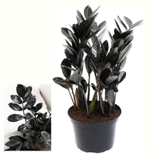 Zamia ZZ Black Plant Air Purifier Indoor Lucky Plant For Living Room, Bedroom, Office, Home, And Graden Decor Easy-Care