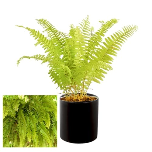 Golden Fern Plant Air Purifier Indoor Lucky Plant For Living Room, Bedroom, Office, Home, And Graden Decor Easy Care