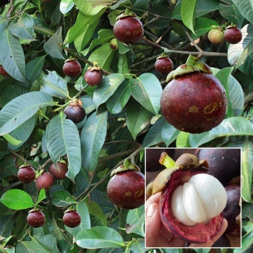 Mangosteen Fruit Layering/Grafted  Plant (Height 1-2 Feet) For Home Garden