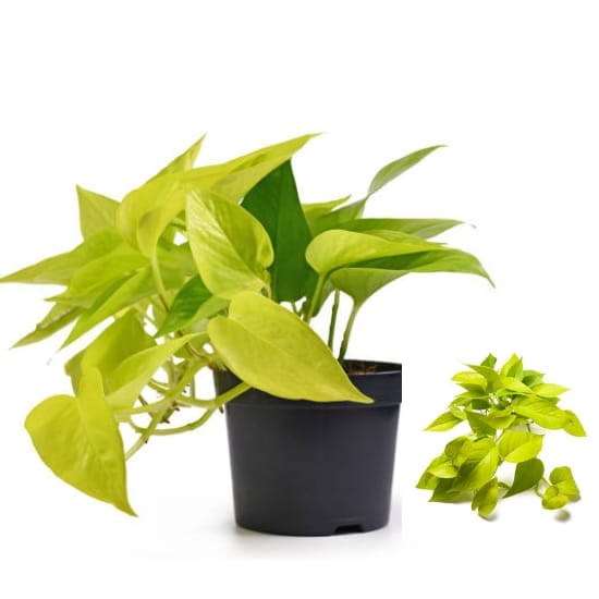 Money Plant Golden Air Purifier Indoor Plants Lucky Plant For Living Room, Bedroom, Office, Home, And Graden Decor