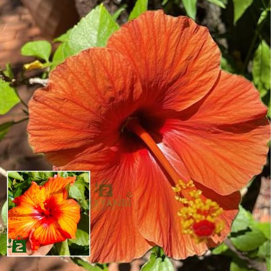 Austrian Orange hibiscus Grafted Flower  Plant (Height 1-1.5 Feet) For Home Garden