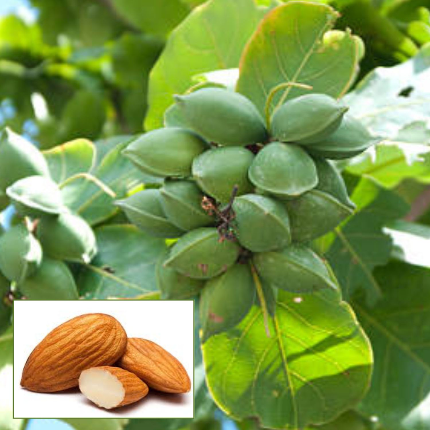 Kath Badam (Indian Almond Fruit  Plant (Height 1-2 Feet) 1 Healthy Plant For Home Garden