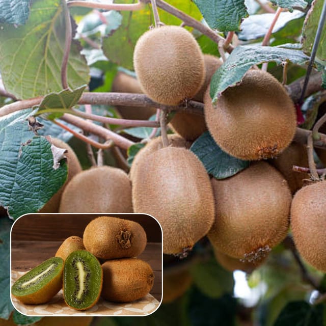 Kiwi Layering/Grafted Fruit  Plant (Height 1-2 Feet) fast-growing, Ideal for home gardens