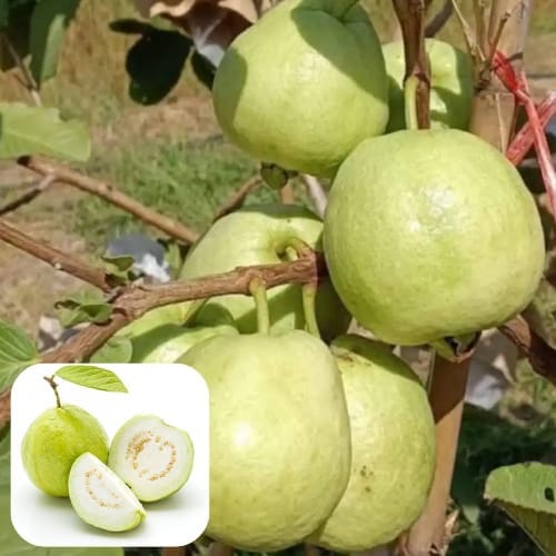 Golden 8 Guava Fruit Layering/Grafted  Plant (Height 1.5-2 Feet) For Home Garden