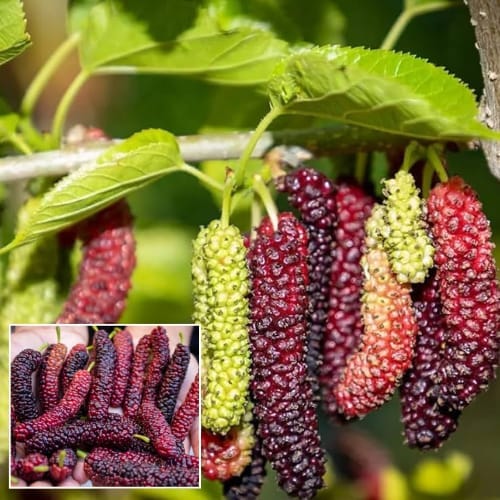 Long Mulberry Grafting Fruit  Plant ( Height 1.5-2 Feet ) Fruits After 6 Month, sweet, juicy mulberries For Home Garden